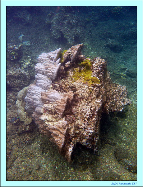 2012 - 07 - Dauin Sanctuary 06